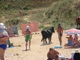 Anche alle vacche piace stare in spiaggia