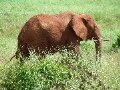 Elefante in uno dei parchi nazionali