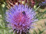 Un fiore viola con un'ape che si nutre